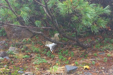 A wild rock ptarmigan walking under dwarf pine branches in Tateyama, Toyama © 久保遥