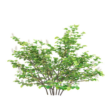 3D rendering of Witch alder tree on transparent background