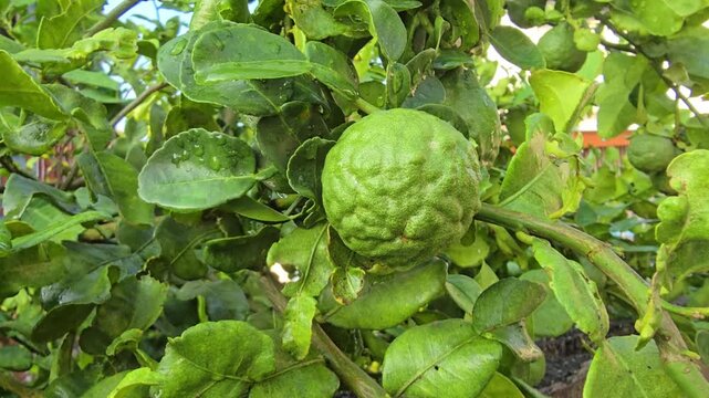 Bergamot fruit, Kaffir lime, fruit high vitamin C in organic garden farm agricultural industry.
