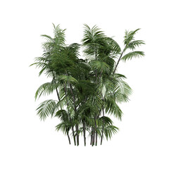 Fototapeta premium collection of Areca palm plant on transparent canvas