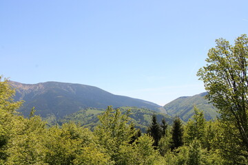 Fototapeta premium forest in the mountains