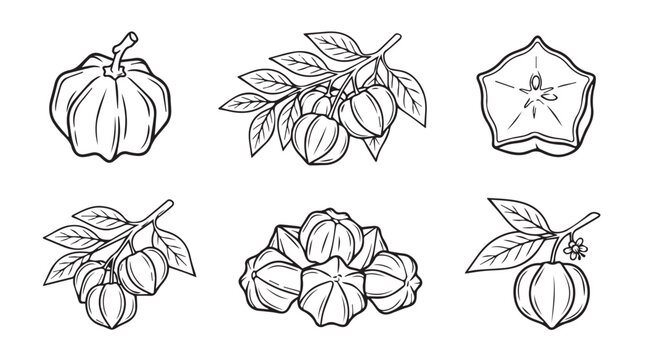 Botanical illustration set of star fruit and exotic produce with hand drawn cross section starfruit tropical botanical illustration agriculture nutrition vegetarian culinary