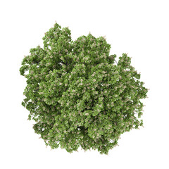 Fototapeta premium collection of Cinnamomum Tree on transparent canvas from the top view