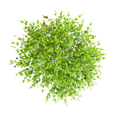 Obraz premium collection of Dwarf english boxwood sheubs plant with realistic style from the top view