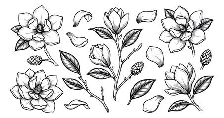 Vintage magnolia flower sketches, hand drawn botanical line art set. Black and white floral vector illustrations with blossoms, leaves, and buds. © sajida