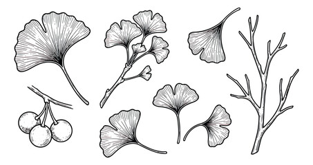 Vintage ginkgo biloba botanical sketch set, hand drawn black and white leaf illustrations, medicinal plant branch and berry vector elements © sajida