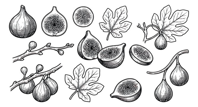 Vintage hand drawn fig fruit vector set, engraved botanical illustration of whole and sliced figs, black and white woodcut style garden elements