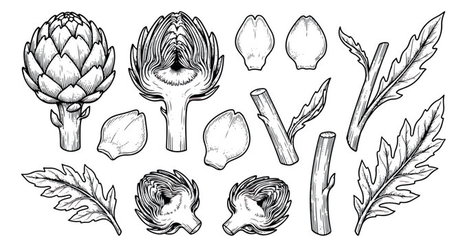 Vintage artichoke botanical illustration set, hand drawn vegetable line art, engraved globe artichoke hearts and leaves vector collection