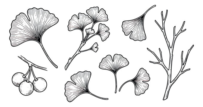 Vintage ginkgo biloba botanical sketch set, hand drawn black and white leaf illustrations, medicinal plant branch and berry vector elements