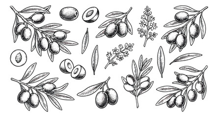 Vintage hand drawn olive branches and fruits vector set, botanical sketch of olives with leaves and flowers, organic food engraving elements © sajida