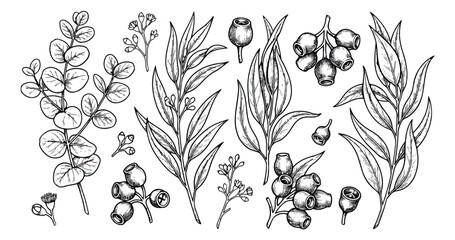 Vintage eucalyptus branch vector set, hand drawn botanical leaf and seed pod illustrations, black and white floral line art for wedding invitations © sajida