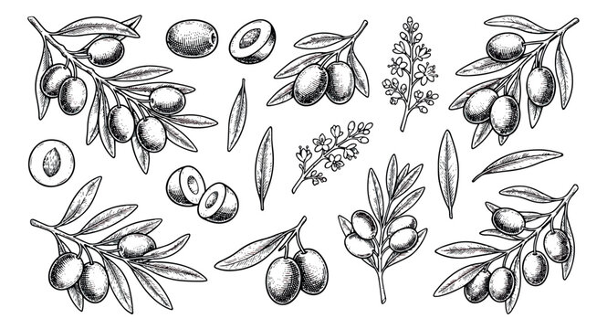 Vintage hand drawn olive branches and fruits vector set, botanical sketch of olives with leaves and flowers, organic food engraving elements