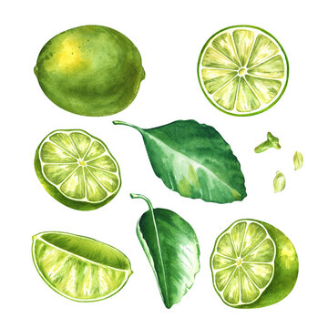 Watercolor lime big set with whole fruits, cut halves, round slice, wedge, green leaves and seeds isolated on white background. For cocktail menus, organic food packaging design, juice labels, kitchen