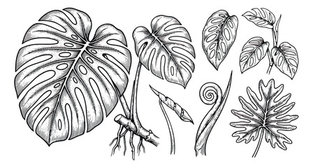 Vintage monstera leaf botanical illustrations, hand drawn tropical foliage vector set, black and white engraved jungle plant elements © sajida