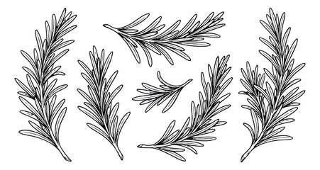 Vintage rosemary sprigs vector set, hand drawn botanical herb illustrations, black and white line art rosemary branches for culinary design © sajida