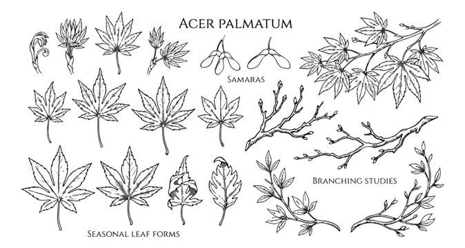 Vintage Acer Palmatum botanical illustration set, hand drawn Japanese maple leaves and samaras, black ink branching studies vector collection