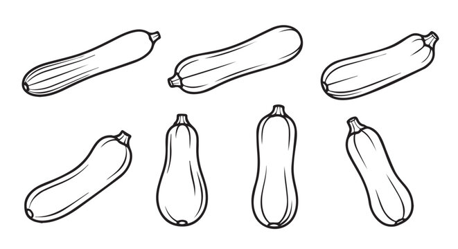 Hand drawn zucchini set monochrome line art illustrations with zucchini vegetable courgette ingredient monochrome culinary nutrition vegetarian agriculture botanical isolated background