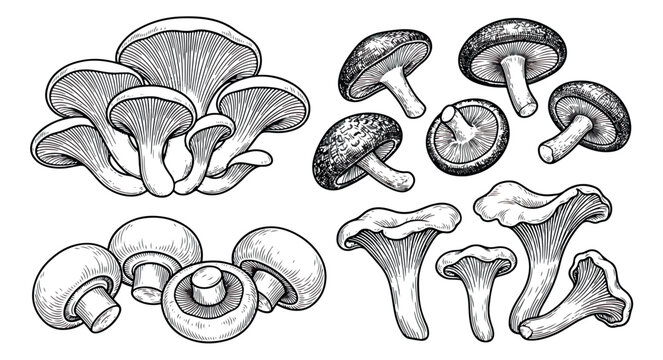 Vintage mushroom engraving set, hand drawn edible fungi collection, black and white oyster and shiitake mushroom vector, botanical forest food illustrations