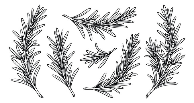 Vintage rosemary sprigs vector set, hand drawn botanical herb illustrations, black and white line art rosemary branches for culinary design