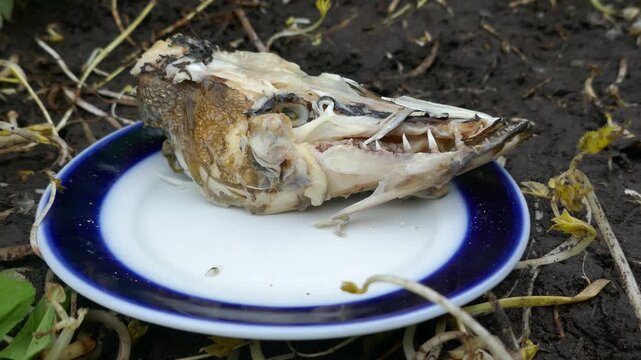 Boiled pike head on a saucer. Many eastern fishermen like to eat pike heads slowly, as eating parts of different consistency is like a Gastronomic philosophy, meal solution