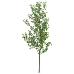 Fototapeta premium collection of Fraxinus plant on transparent canvas