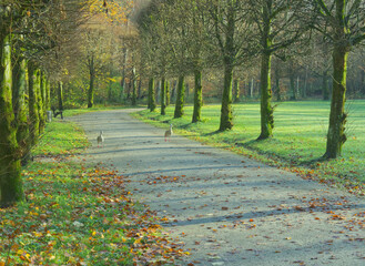 idyllische Parkallee im Herbst mit Gänsen auf einem geschwungenen Wanderweg © Okratek