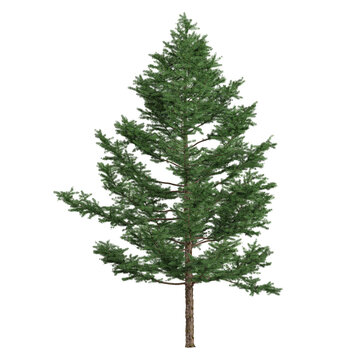 collection of Larix plant with realistic style