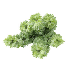 Obraz premium collection of Maple plant with realistic style from the top view