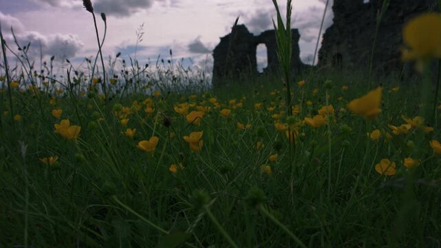 Ancient castle wall ruins in Yorkshire against cloudy skies through view of buttercup flowers
