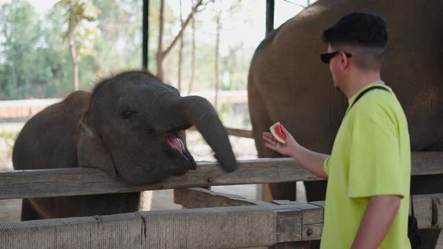 Adorable baby elephant eating watermelon slice