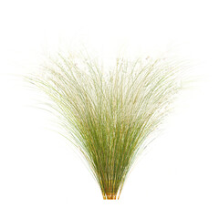Fototapeta premium collection of Mexican feather grass with realistic style