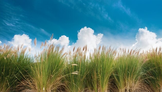 Cogon Grass On Blue Sky Background