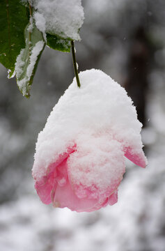pink rose in snow
