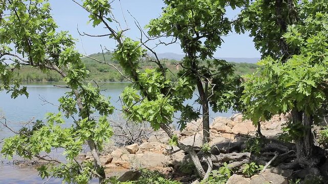 Scenic Waterfront Nature with Rippling Water and Oak Tree Leaves Swaying in Wind on Stone Shore