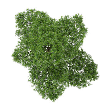 collection of Podocarpus plant with realistic style from the top view