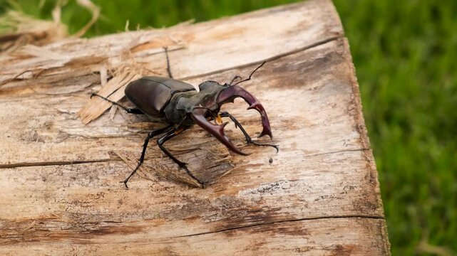 A stag beetle in the wild. Selective focus.