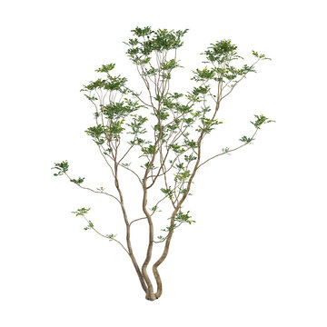 collection of Psidium guajava plant with realistic style