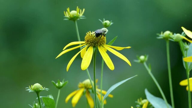 A bumblebee pollinating a yellow coneflower in a lush green garden setting