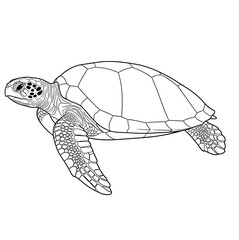 Obraz premium A detailed black and white line drawing of a swimming sea turtle.