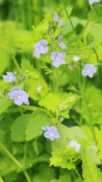 Delicate Blue Forget-Me-Not Flowers Blooming in lush green meadow nature's beauty and Spring Growth