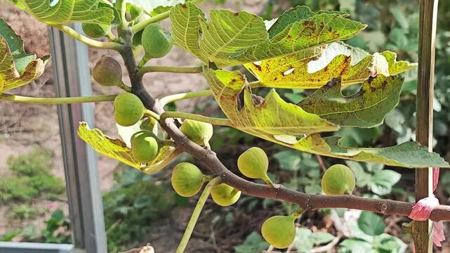 Group of fresh common figs growing on a tree branch.