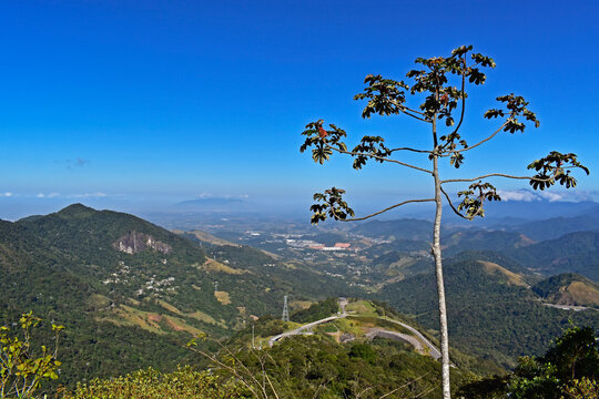 Snakewood tree (Cecropia peltata) in Petropolis, Rio de Janeiro, Brazil