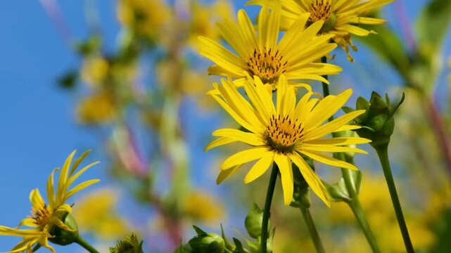 Bright yellow cup plant flowers blooming in a garden against a clear blue sky on a sunny day