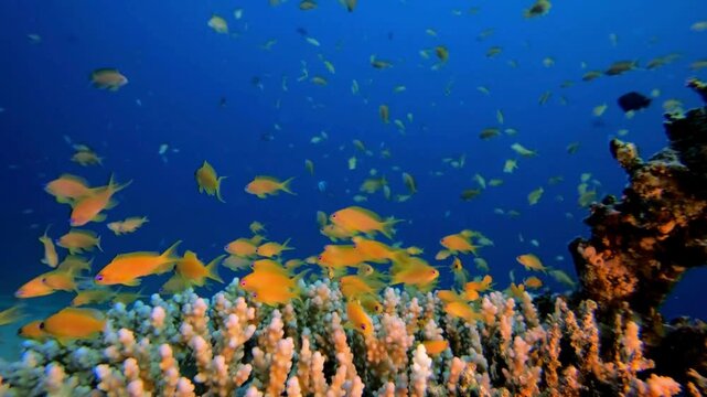 School of orange anthias fish swimming over a vibrant coral reef in the deep blue ocean