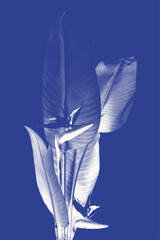 Obraz premium Blue tropical leaf cyanotype botanical background. Halftone overlay texture with strelitzia foliage silhouette. Vector indigo blue wallpaper with bird of paradise flower