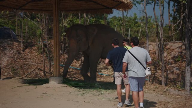 Tourists observing elephant eating grass at sanctuary