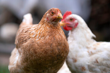Chicken sustainably raised in free range conditions. Domestic hens on small backyard farm © bilanol