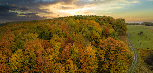 Naklejka premium Dirt road in colorful forest with yellow canopies in autumn at sunset. Landscape of wild woods nature in fall season