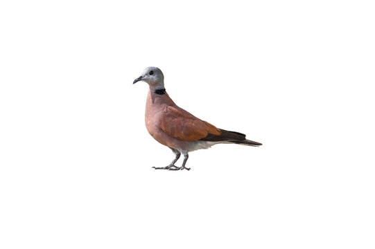 colorful Red Collared Dove (male) on white background,bird isolated