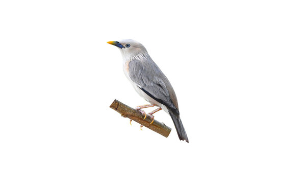Chestnut - tailed Starling ( Sturnia malabarica ) on white background,bird isolated